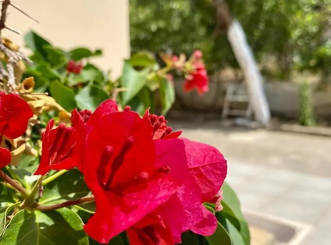 Yiayia's House, In Zipari Village 